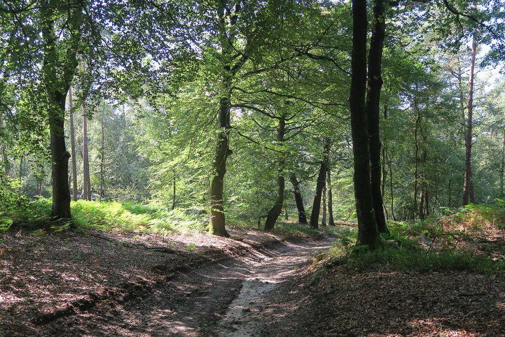 Вілла Het Kleine Landgoed Haarle Екстер'єр фото
